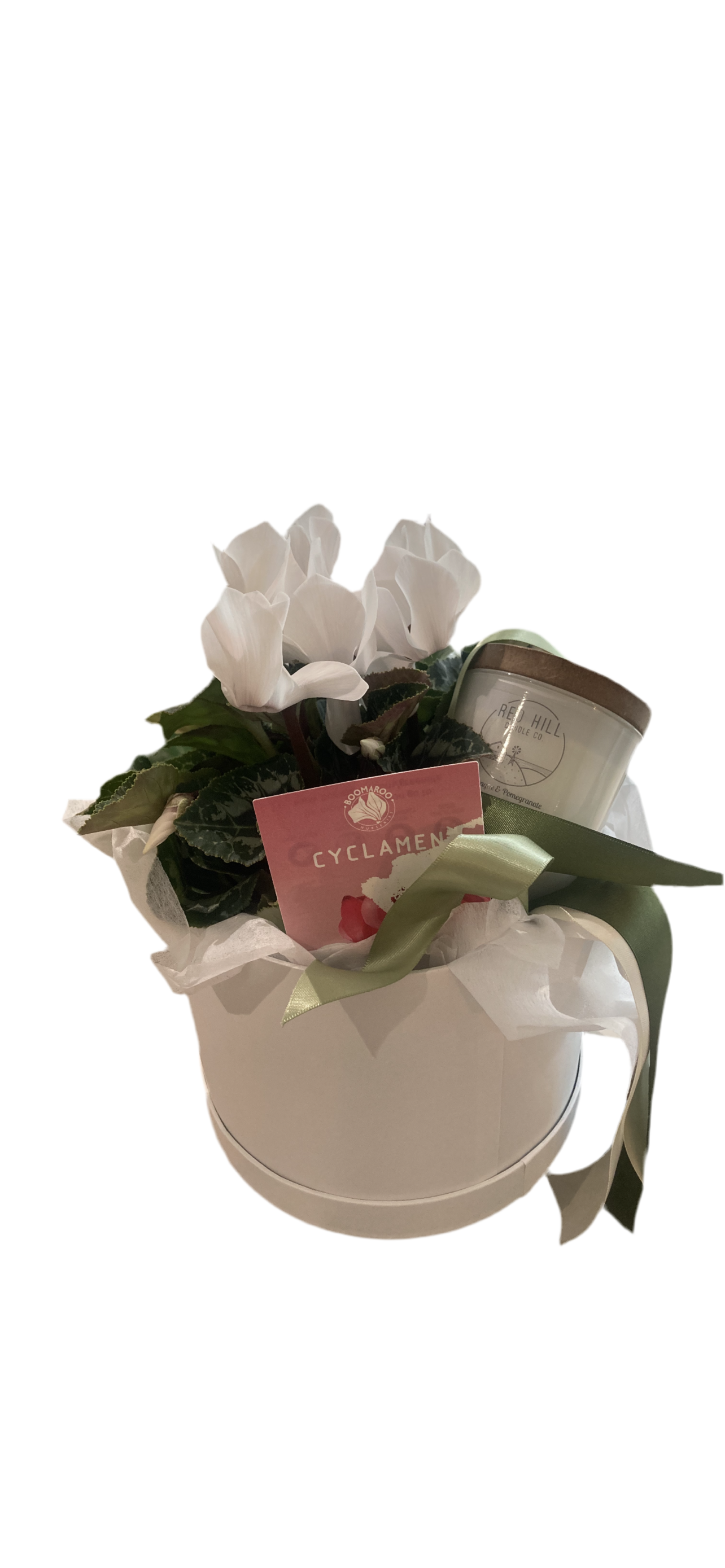Cyclamen & candle