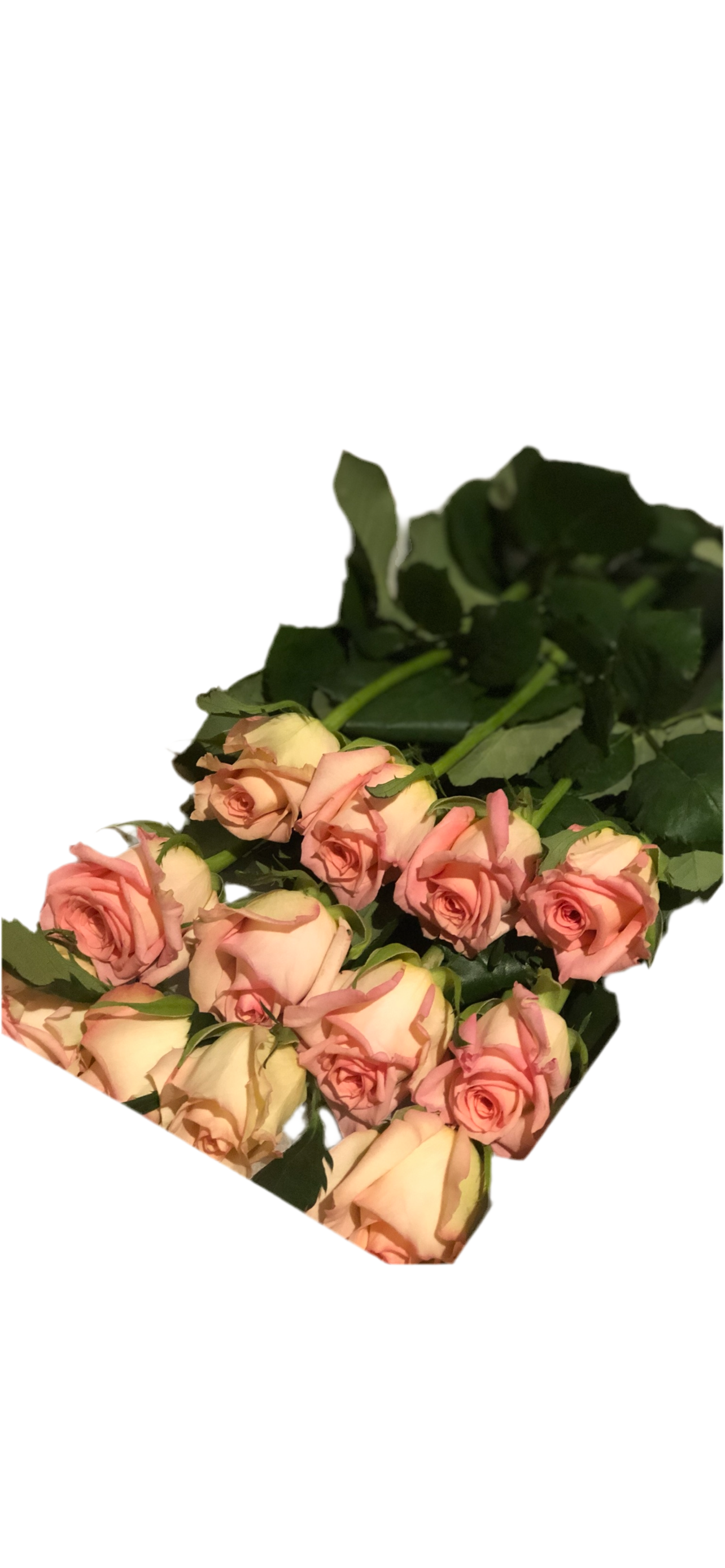 1 Dozen Long stemmed roses gift boxed