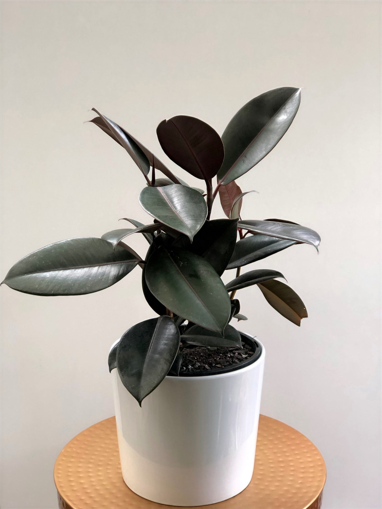 Rubber Plant