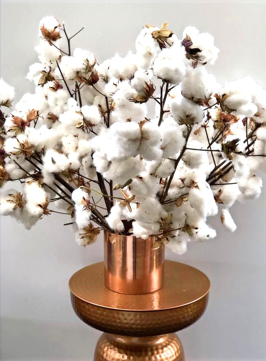 Cotton by the Stem