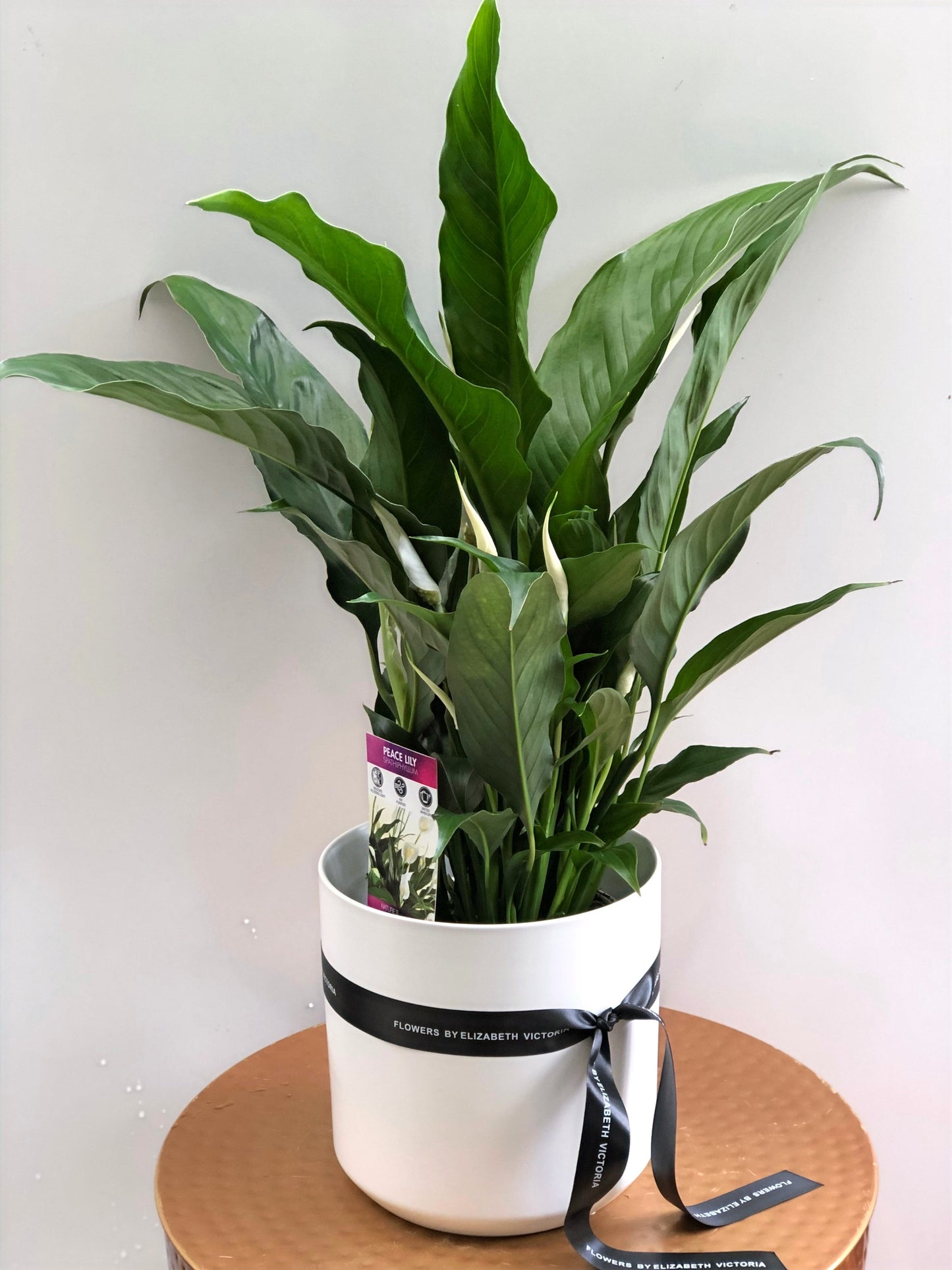 Medium Peace Lily