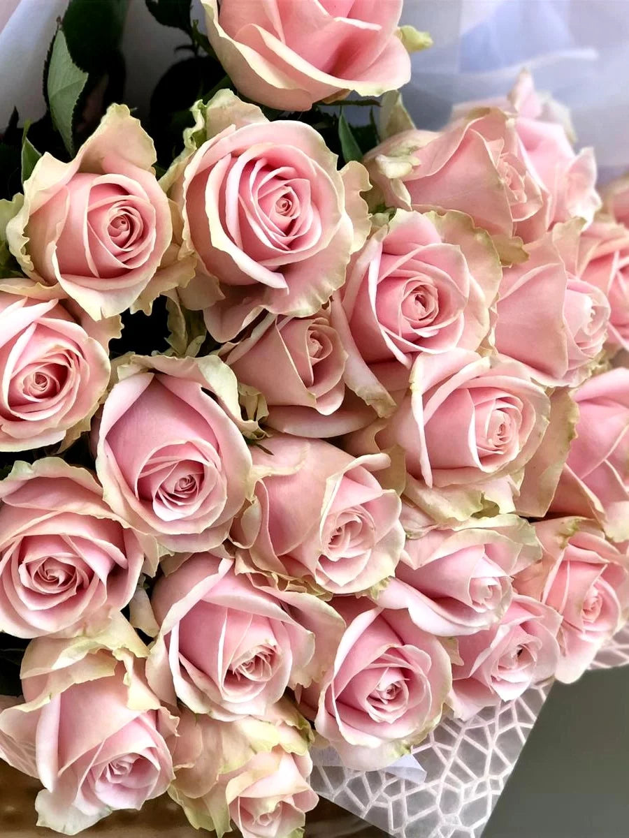 Premium Long Stemmed Roses