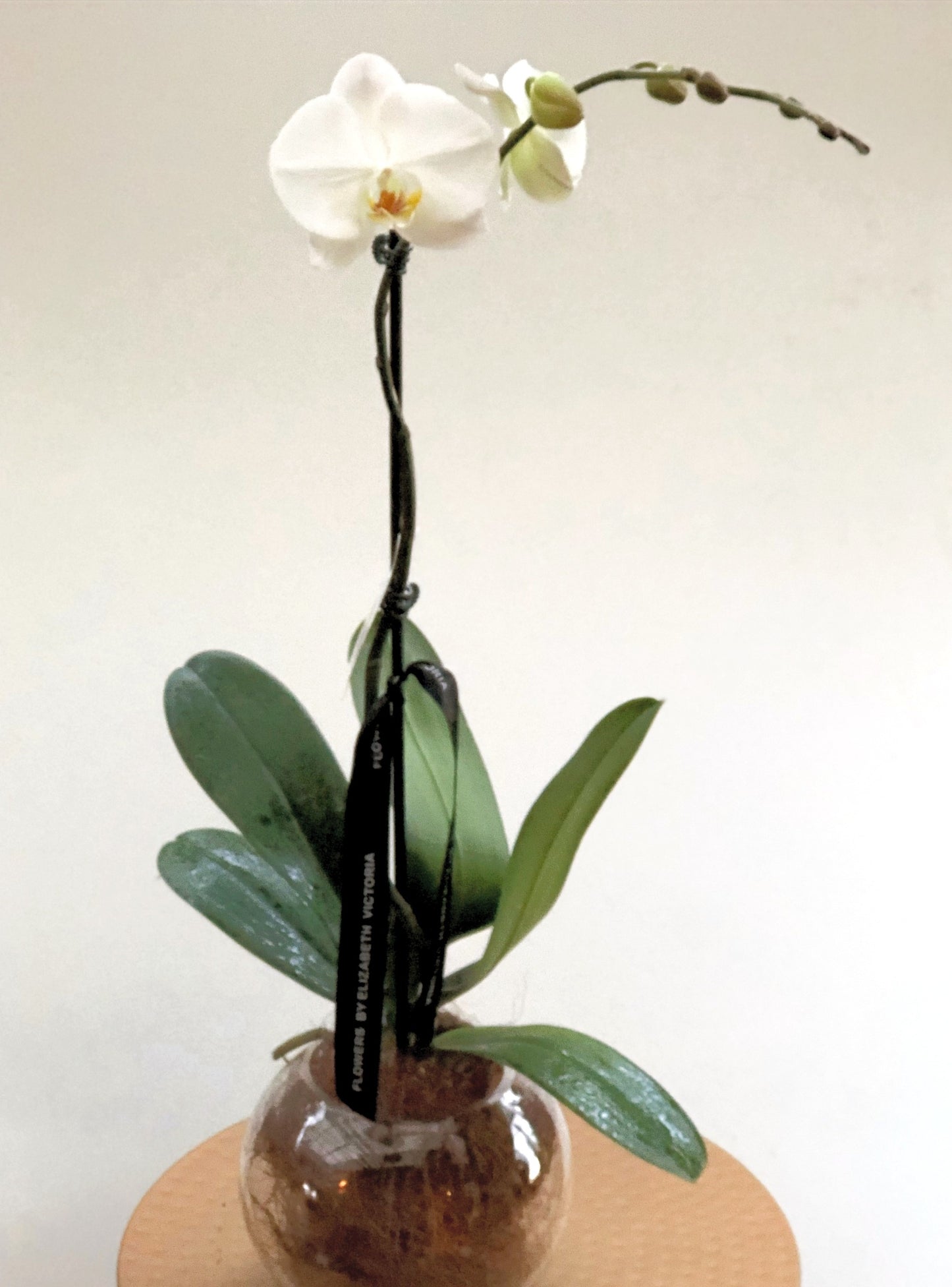Phalaenopsis in Fish Bowl