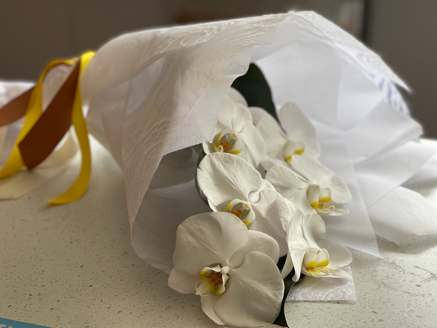 Classic Phalaenopsis orchids