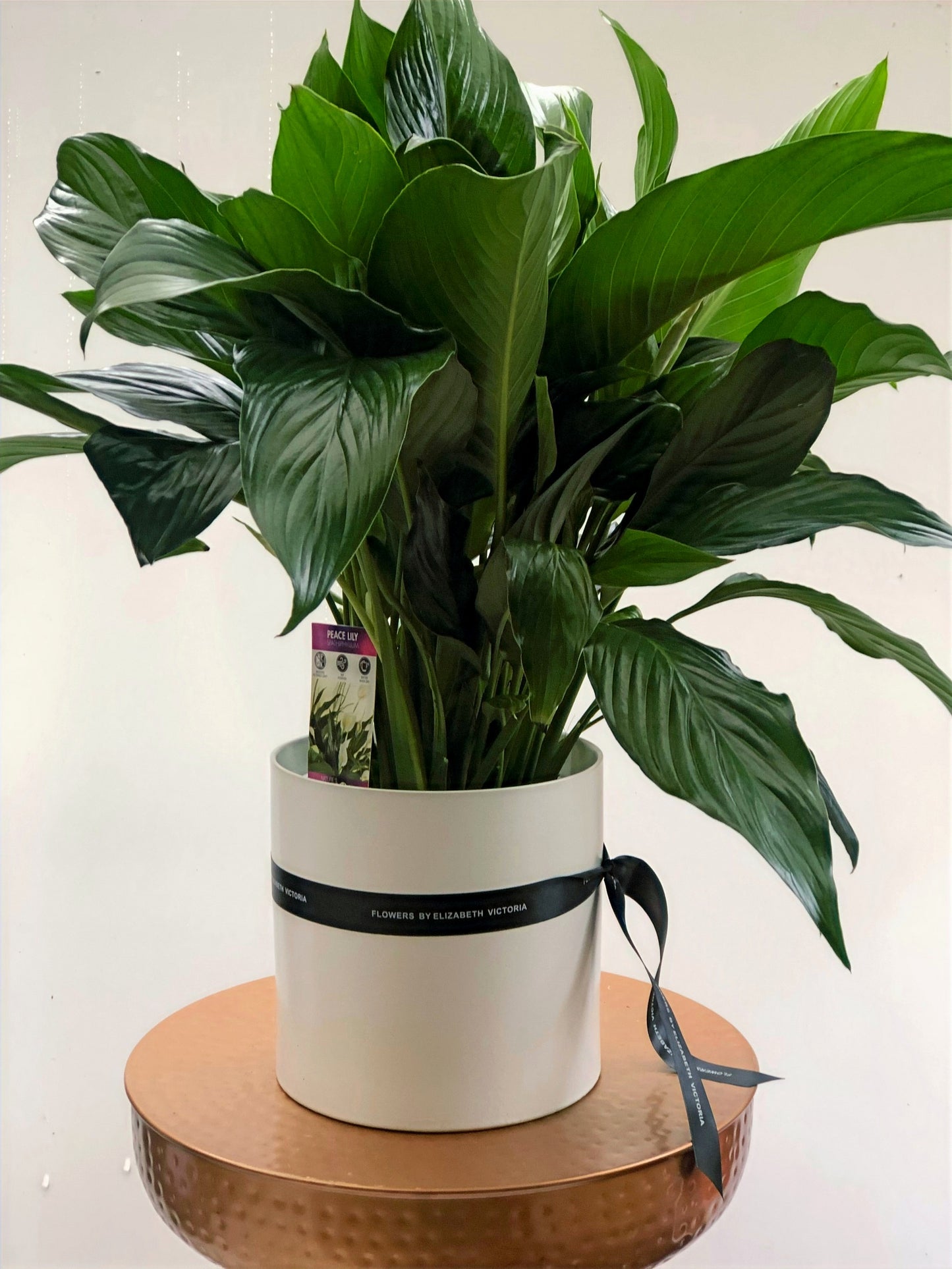 Large Peace Lily