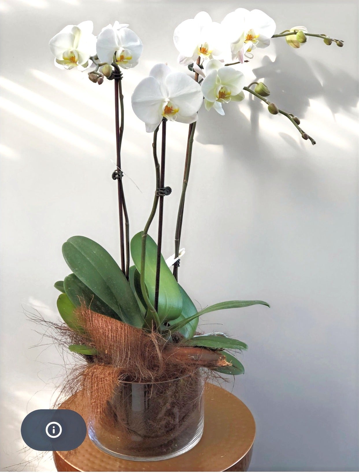 Phalaenopsis in Large Glass Bowl
