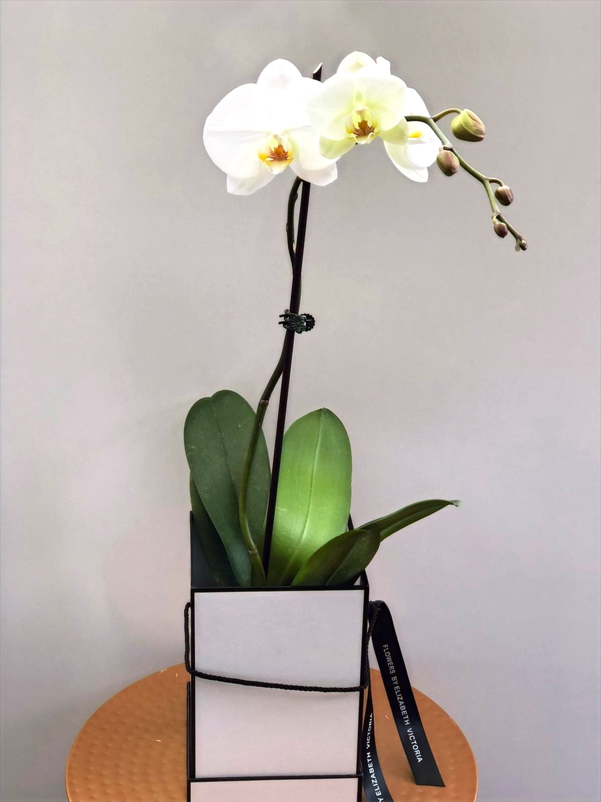 Phalaenopsis in Gift Box
