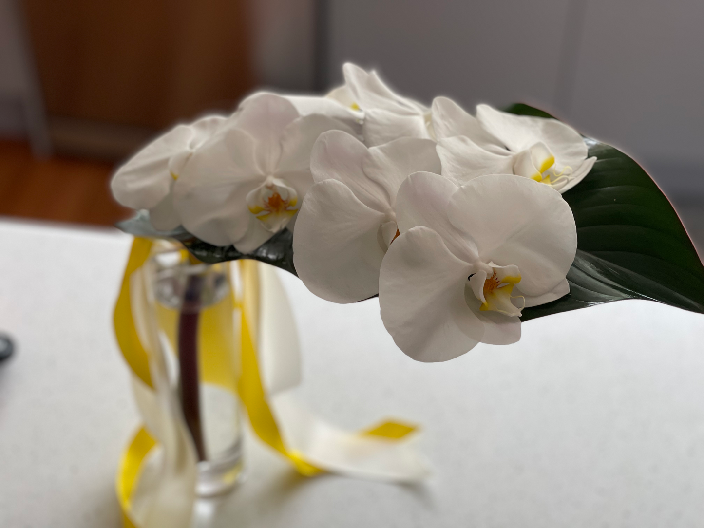 Classic Phalaenopsis orchid in glass vase
